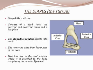 THE STAPES (the stirrup)
 Shaped like a stirrup
 Consists of a head, neck, the
anterior and posterior crura and a
footplate.
 The stapedius tendon inserts into
neck
 The two crura arise from lower part
of the neck
 Footplate lies in the oval window
where it is attached to the bony
margins by the annular ligament
 