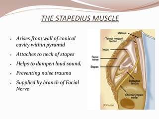 THE STAPEDIUS MUSCLE
 Arises from wall of conical
cavity within pyramid
 Attaches to neck of stapes
 Helps to dampen loud sound,
 Preventing noise trauma
 Supplied by branch of Facial
Nerve
 