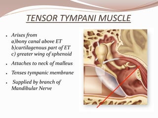 TENSOR TYMPANI MUSCLE
● Arises from
a)bony canal above ET
b)cartilagenous part of ET
c) greater wing of sphenoid
● Attaches to neck of malleus
● Tenses tympanic membrane
● Supplied by branch of
Mandibular Nerve
 