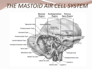 THE MASTOID AIR CELL SYSTEM
 