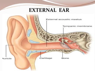EXTERNAL EAR
 
