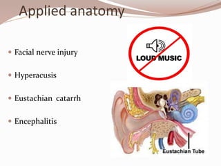  Facial nerve injury
 Hyperacusis
 Eustachian catarrh
 Encephalitis
Applied anatomy
 