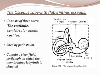The Osseous Labyrinth (labyrinthus osseous)
 Consists of three parts:
The vestibule,
semicircular canals
cochlea.
 lined by periosteum.
 Contain a clear fluid,
perilymph, in which the
membranous labyrinth is
situated
 