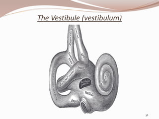 The Vestibule (vestibulum)
38
 