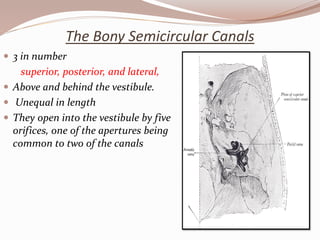 The Bony Semicircular Canals
 3 in number
superior, posterior, and lateral,
 Above and behind the vestibule.
 Unequal in length
 They open into the vestibule by five
orifices, one of the apertures being
common to two of the canals
 