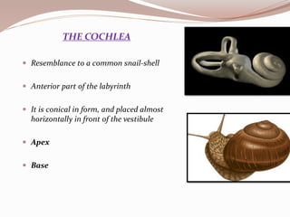 THE COCHLEA
 Resemblance to a common snail-shell
 Anterior part of the labyrinth
 It is conical in form, and placed almost
horizontally in front of the vestibule
 Apex
 Base
 