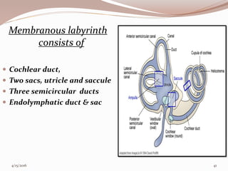 Membranous labyrinth
consists of
 Cochlear duct,
 Two sacs, utricle and saccule
 Three semicircular ducts
 Endolymphatic duct & sac
4/15/2016 41
 