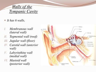 Walls of the
Tympanic Cavity
 It has 6 walls,
I. Membranous wall
(lateral wall)
II. Tegmental wall (roof)
III. Jugular wall (floor)
IV. Carotid wall (anterior
wall)
V. Labyrinthine wall
(medial wall)
VI. Mastoid wall
(posterior wall)
 
