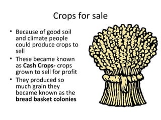 Crops for sale
• Because of good soil
  and climate people
  could produce crops to
  sell
• These became known
  as Cash Crops- crops
  grown to sell for profit
• They produced so
  much grain they
  became known as the
  bread basket colonies
 