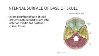 INTERNAL SURFACE OF BASE OF SKULL
• Internal surface of base of skull
presents natural subdivisions into
anterior, middle and posterior
cranial fossae.
 