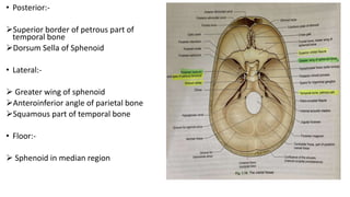 • Posterior:-
Superior border of petrous part of
temporal bone
Dorsum Sella of Sphenoid
• Lateral:-
 Greater wing of sphenoid
Anteroinferior angle of parietal bone
Squamous part of temporal bone
• Floor:-
 Sphenoid in median region
 