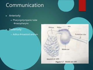 Ent Slides Anatomy of middle ear , ent presentation | PPTX