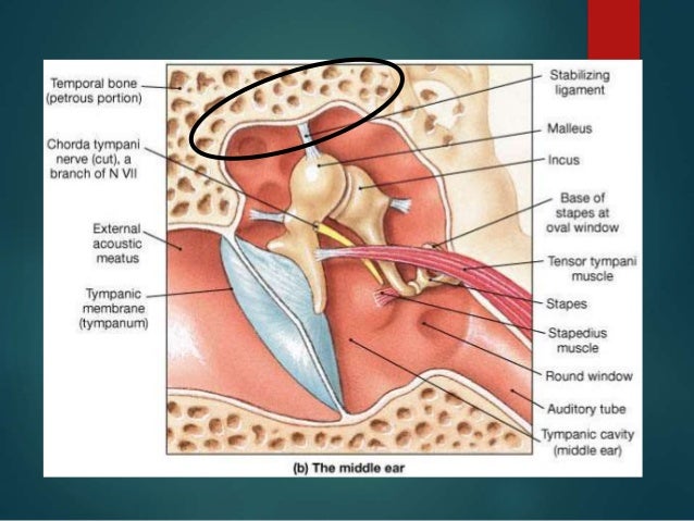 middle ear
