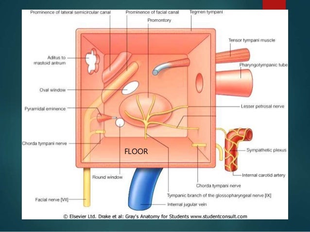 middle ear