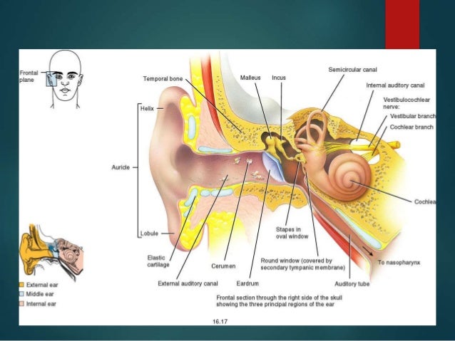Middle ear