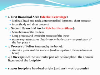  1. First Branchial Arch (Meckel’s cartilage)
 Malleus( head and neck ,anterior malleal ligament, short process)
 incus (body and short process)
 2. Second Branchial Arch (Reichert’s cartilage):
 Manubrium of the malleus
 Long process and lenticular process of the incus
 stapes suprastructures ( head+ neck+ both cura + tympanic part of
the foot plate )
 3. Process of folius (mesenchyme bone):
 Anterior process of the malleus (so develops from the membranous
bone)
 4. Otic capsule: the vestibular part of the foot plate ; the annular
ligament of the footplate.
 stapes footplate has dual origin (2nd arch + otic capsule)
 