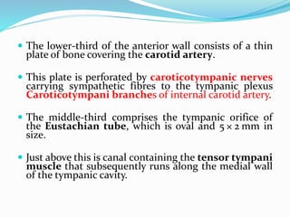  The lower-third of the anterior wall consists of a thin
plate of bone covering the carotid artery.
 This plate is perforated by caroticotympanic nerves
carrying sympathetic fibres to the tympanic plexus
Caroticotympani branches of internal carotid artery.
 The middle-third comprises the tympanic orifice of
the Eustachian tube, which is oval and 5 × 2 mm in
size.
 Just above this is canal containing the tensor tympani
muscle that subsequently runs along the medial wall
of the tympanic cavity.
 