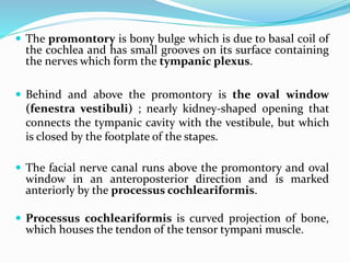  The promontory is bony bulge which is due to basal coil of
the cochlea and has small grooves on its surface containing
the nerves which form the tympanic plexus.
 Behind and above the promontory is the oval window
(fenestra vestibuli) ; nearly kidney-shaped opening that
connects the tympanic cavity with the vestibule, but which
is closed by the footplate of the stapes.
 The facial nerve canal runs above the promontory and oval
window in an anteroposterior direction and is marked
anteriorly by the processus cochleariformis.
 Processus cochleariformis is curved projection of bone,
which houses the tendon of the tensor tympani muscle.
 