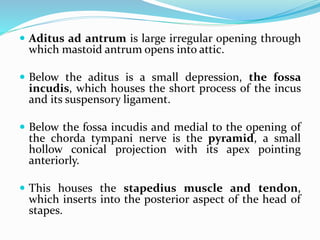  Aditus ad antrum is large irregular opening through
which mastoid antrum opens into attic.
 Below the aditus is a small depression, the fossa
incudis, which houses the short process of the incus
and its suspensory ligament.
 Below the fossa incudis and medial to the opening of
the chorda tympani nerve is the pyramid, a small
hollow conical projection with its apex pointing
anteriorly.
 This houses the stapedius muscle and tendon,
which inserts into the posterior aspect of the head of
stapes.
 