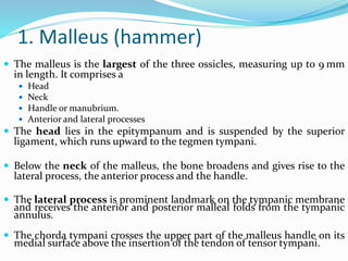 1. Malleus (hammer)
 The malleus is the largest of the three ossicles, measuring up to 9 mm
in length. It comprises a
 Head
 Neck
 Handle or manubrium.
 Anterior and lateral processes
 The head lies in the epitympanum and is suspended by the superior
ligament, which runs upward to the tegmen tympani.
 Below the neck of the malleus, the bone broadens and gives rise to the
lateral process, the anterior process and the handle.
 The lateral process is prominent landmark on the tympanic membrane
and receives the anterior and posterior malleal folds from the tympanic
annulus.
 The chorda tympani crosses the upper part of the malleus handle on its
medial surface above the insertion of the tendon of tensor tympani.
 
