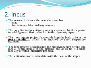 2. incus
 The incus articulates with the malleus and has
 Body.
 Two processes. (short and long processes)
 The body lies in the epitympanum is suspended by the superior
incudal ligament that is attached to the tegmen tympani.
 The short process projects backwards from the body to lie in the
fossa incudis to which it is attached by short suspensory
ligament.
 The long process descends into the mesotympanum behind and
medial to the handle of the malleus, and at its tip is a small
medially directed lenticular process.
 The lenticular process articulates with the head of the stapes.
 