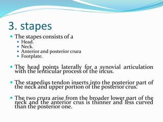 3. stapes
 The stapes consists of a
 Head.
 Neck.
 Anterior and posterior crura
 Footplate.
 The head points laterally for a synovial articulation
with the lenticular process of the incus.
 The stapedius tendon inserts into the posterior part of
the neck and upper portion of the posterior crus.
 The two crura arise from the broader lower part of the
neck and the anterior crus is thinner and less curved
than the posterior one.
 