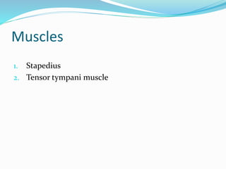 Muscles
1. Stapedius
2. Tensor tympani muscle
 