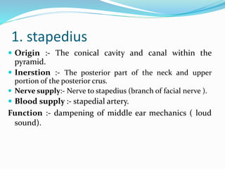 1. stapedius
 Origin :- The conical cavity and canal within the
pyramid.
 Inerstion :- The posterior part of the neck and upper
portion of the posterior crus.
 Nerve supply:- Nerve to stapedius (branch of facial nerve ).
 Blood supply :- stapedial artery.
Function :- dampening of middle ear mechanics ( loud
sound).
 