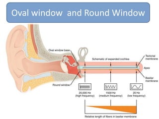 Middle ear anatomy and physiology | PPTX