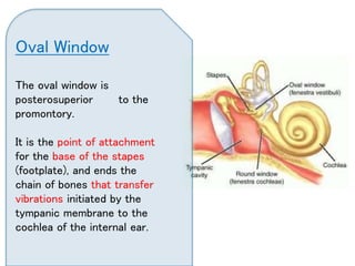 Middle ear anatomy and physiology | PPTX