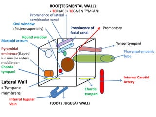 Pyramidal Prominence Middle ear anatomy and physiology | PPTX