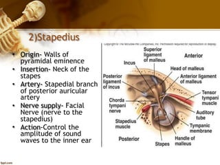 Stapedius In Ear Middle ear | PDF