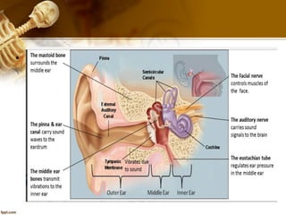 Mid Ear Loop Middle ear | PDF