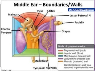 Anatomy of ear(Part 2-Middle Ear) by Dr.K.AmrithaAnilkumar