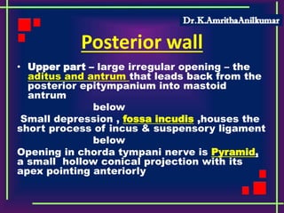 Posterior wall
• Upper part – large irregular opening – the
aditus and antrum that leads back from the
posterior epitympanium into mastoid
antrum
below
Small depression , fossa incudis ,houses the
short process of incus & suspensory ligament
below
Opening in chorda tympani nerve is Pyramid,
a small hollow conical projection with its
apex pointing anteriorly
 