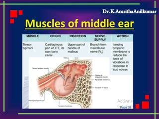 Muscles of middle ear
 