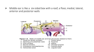 Middle Ear Rectangular Room middle ear.pptx