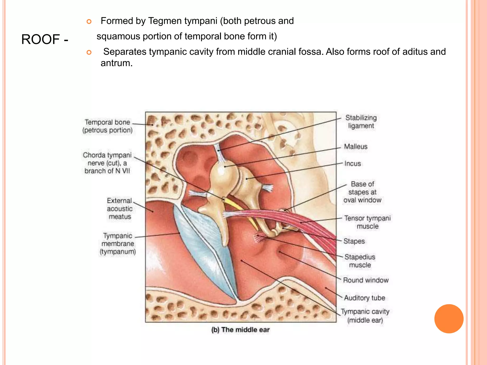 Middle ear anatomy | PPTX