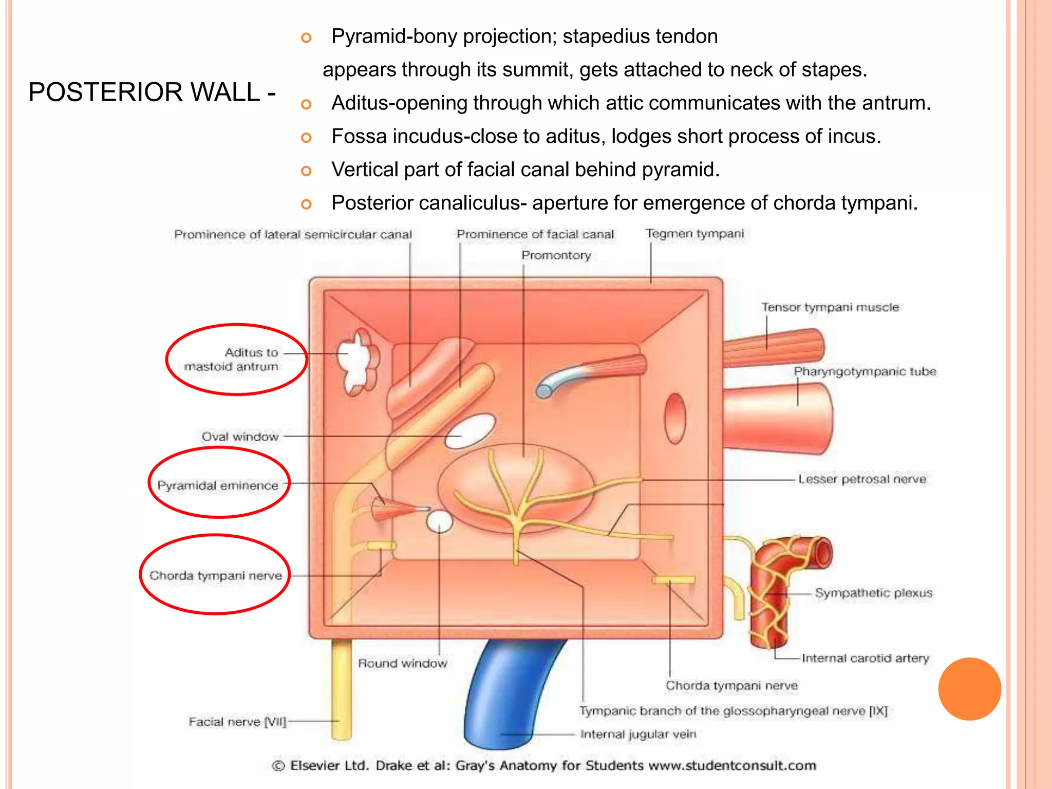 Pyramis Ear Middle ear anatomy | PPTX