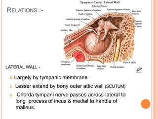 Scutum In Ear Middle ear anatomy | PPTX