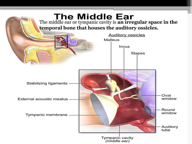 MIDDLE EAR SURGICAL ANATOMY .pptx