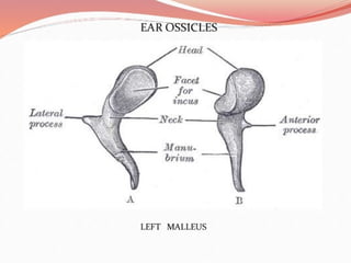 Middle ear anatomy.pptx very good plll ppt | PPTX