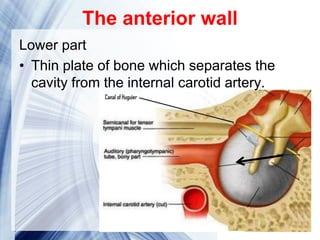 Page 18
The anterior wall
Lower part
• Thin plate of bone which separates the
cavity from the internal carotid artery.
 