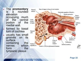 Page 22
 The promontory
is a rounded
elevation
occupying much
of the central
portion of the
medial wall.
 formed by basal
turn of cochlea
 usually has small
grooves on its
surface
containing the
nerves which
form the
tympanic plexus
 
