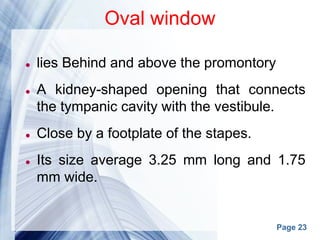 Page 23
Oval window
 lies Behind and above the promontory
 A kidney-shaped opening that connects
the tympanic cavity with the vestibule.
 Close by a footplate of the stapes.
 Its size average 3.25 mm long and 1.75
mm wide.
 