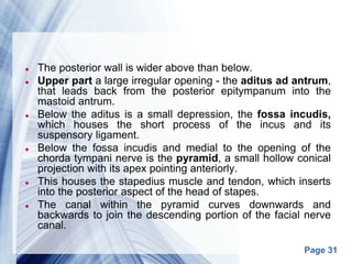 Page 31
 The posterior wall is wider above than below.
 Upper part a large irregular opening - the aditus ad antrum,
that leads back from the posterior epitympanum into the
mastoid antrum.
 Below the aditus is a small depression, the fossa incudis,
which houses the short process of the incus and its
suspensory ligament.
 Below the fossa incudis and medial to the opening of the
chorda tympani nerve is the pyramid, a small hollow conical
projection with its apex pointing anteriorly.
 This houses the stapedius muscle and tendon, which inserts
into the posterior aspect of the head of stapes.
 The canal within the pyramid curves downwards and
backwards to join the descending portion of the facial nerve
canal.
 