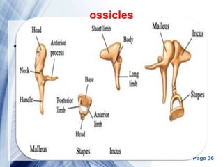 Page 36
•
ossicles
 