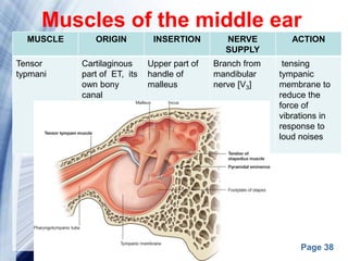 Page 38
MUSCLE ORIGIN INSERTION NERVE
SUPPLY
ACTION
Tensor
typmani
Cartilaginous
part of ET, its
own bony
canal
Upper part of
handle of
malleus
Branch from
mandibular
nerve [V3]
tensing
tympanic
membrane to
reduce the
force of
vibrations in
response to
loud noises
Muscles of the middle ear
 