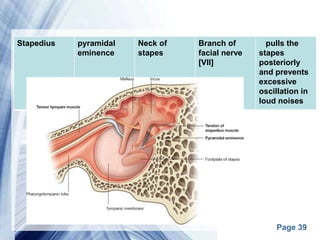 Page 39
Stapedius pyramidal
eminence
Neck of
stapes
Branch of
facial nerve
[VII]
pulls the
stapes
posteriorly
and prevents
excessive
oscillation in
loud noises
 