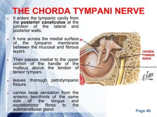 Page 40
THE CHORDA TYMPANI NERVE
 It enters the tympanic cavity from
the posterior canaliculus at the
junction of the lateral and
posterior walls.
 It runs across the medial surface
of the tympanic membrane
between the mucosal and fibrous
layers.
 Then passes medial to the upper
portion of the handle of the
malleus above the tendon of
tensor tympani.
 leaves thorough petrotympanic
fissure.
 carries taste sensation from the
anterior two-thirds of the same
side of the tongue and
secretomotor fibres to the
submandibular gland.
 